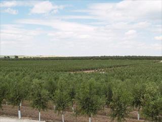 Finca rústica a Centro. Finca en zona la sierrezuela, muy cerca de lucena. tiene una sup