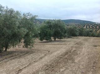 Residential Plot in Centro. Finca de olivar en zona castil rubio. cuenta con una superficie