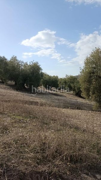 Foto eeabe65a-ff05-4908-9a82-7c1cddce0801. Finca rústica a Benamejí