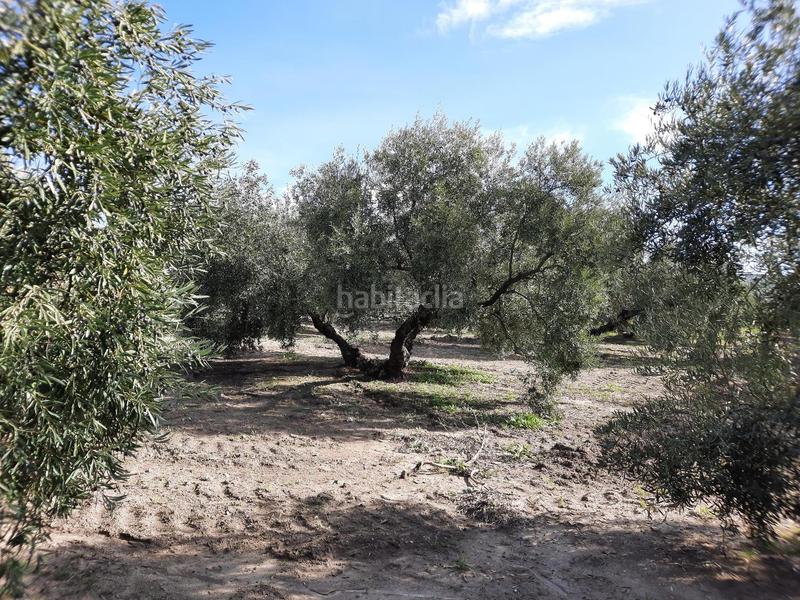 Foto 14c5ffcf-7f96-482e-9c2b-be948faaeb90. Finca rústica finca de olivos de un pie en zona coto quintana. cuena con una superficie de 19 aranzadas 7 has.. 1600 olivos hojiblancos de un pi en Lucena