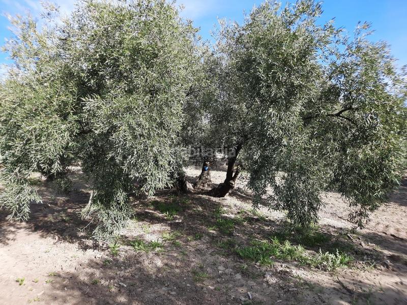 Foto 6851b760-3515-4c32-b5f4-8e61d18ebe2a. Finca rústica finca de olivos de un pie en zona coto quintana. cuena con una superficie de 19 aranzadas 7 has.. 1600 olivos hojiblancos de un pi en Lucena