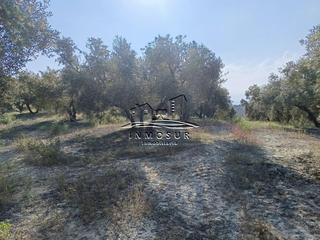 Finca rústica a Jauja. Finca de olivar en zona anjarón. cuenta con una superficie total