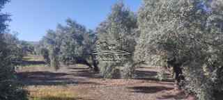Finca rústica a San Francisco. Finca de olivar en zona anjarón. cuenta con una superficie de 7