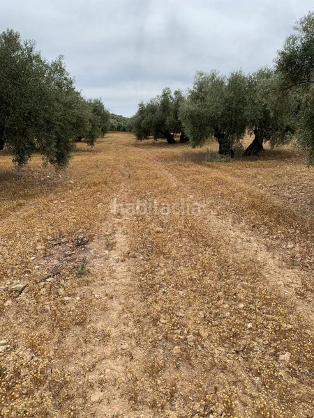 Foto 1487df6b-83eb-4fb9-9d2d-a562ee09269a. Finca rústica a Jauja Lucena