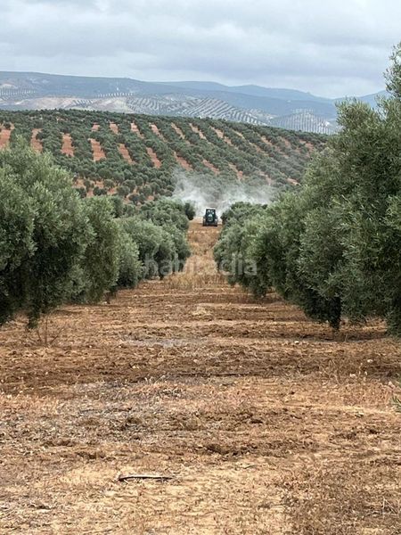 Foto 490a6061-28df-4f7a-991b-68ea05f56054. Finca rústica a Jauja Lucena