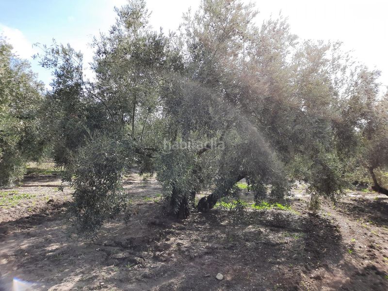 Foto 619eed26-fbb4-40a7-b395-0268e17a73fe. Finca rústica a Rute