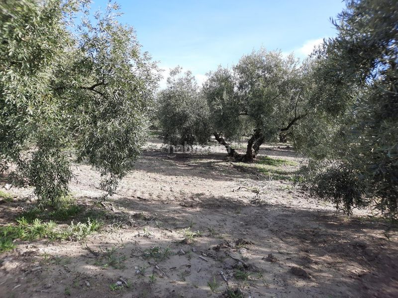 Foto 92f19f88-c3bf-48fe-9ec2-d81aae712bef. Finca rústica a Rute