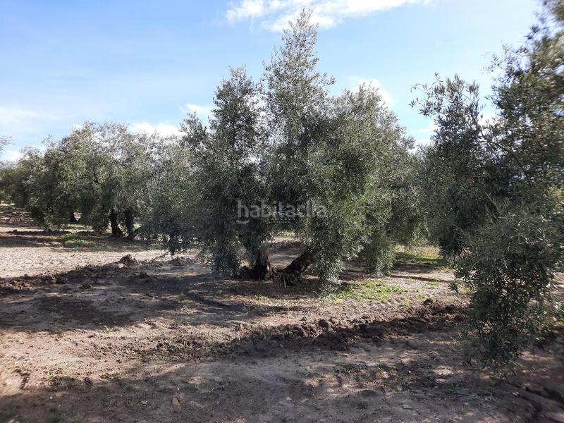 Foto 94156891-ba27-470f-9ddd-b0df5a25ba21. Fondo rustico in San Francisco Lucena