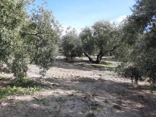 Finca rústica a Las Vegas - Campoaras. Finca de olivar en zona los santos. cuenta con una superficie de
