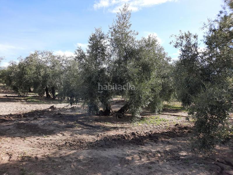 Foto 25982f51-07d4-427e-9305-9035d8123546. Finca rústica a San Francisco Lucena