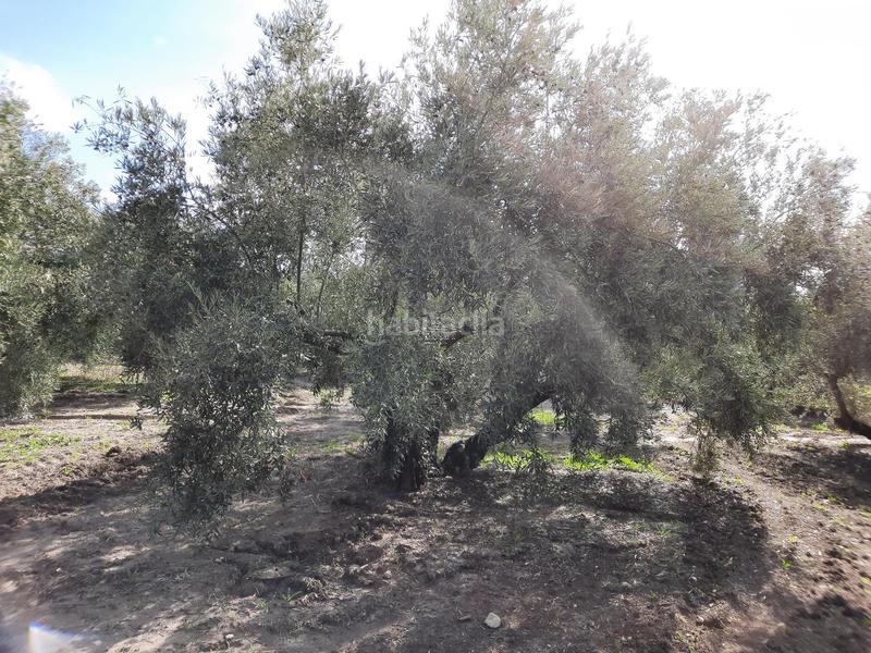 Foto 4b74c650-d15e-436f-b23d-a653edaad0af. Finca rústica a San Francisco Lucena