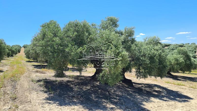 Foto b75a533a-875a-4003-b0b4-c7c18a427df3. Finca rústica a San Francisco Lucena