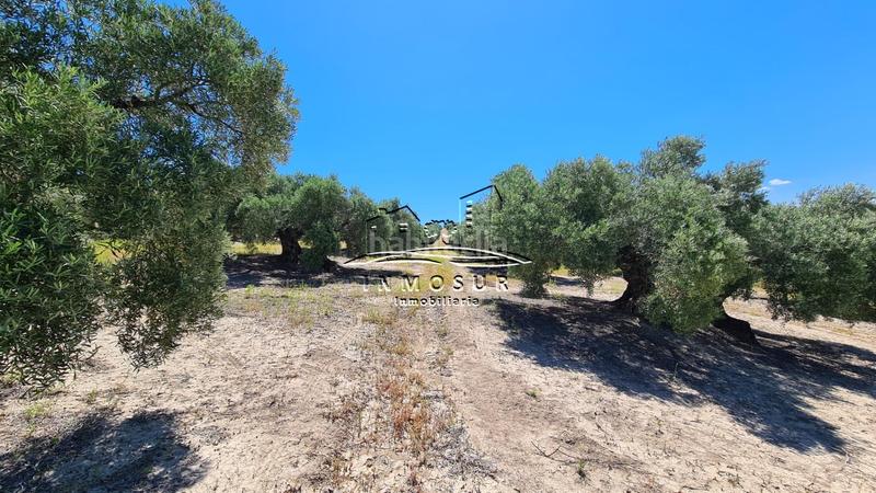 Foto e3ff32cf-8fd1-4cb5-bfd8-9448dcf253ac. Finca rústica a San Francisco Lucena