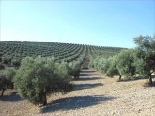 Finca rústica a Jauja