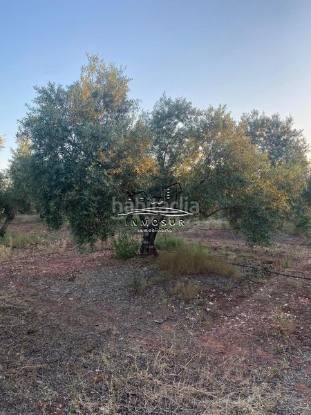 Foto 94d23e82-2b4e-489c-8d39-26cab70432a8. Finca rústica a Vilches