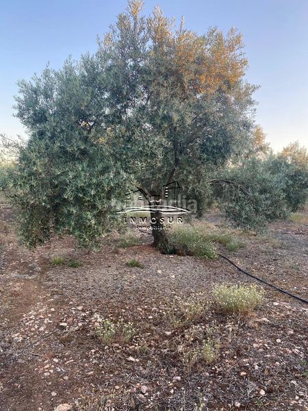 Foto dd9c2ea1-80d4-458e-af62-4d72d472191b. Finca rústica a Vilches