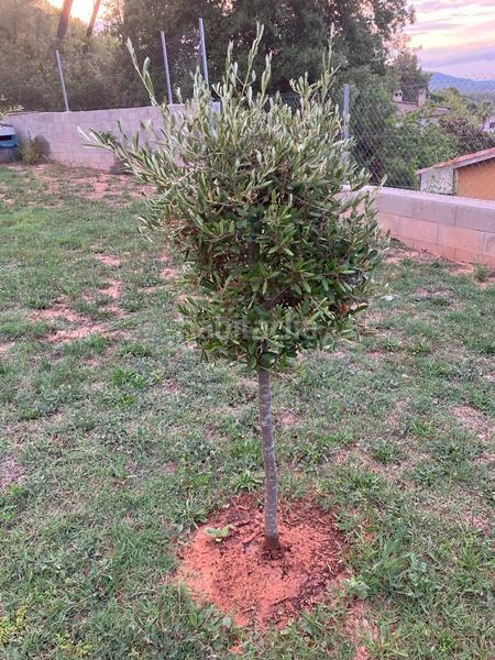 Foto 85d4810d-d179-4d51-96db-6baa216fba29. Casa en Cabrera d´Anoia