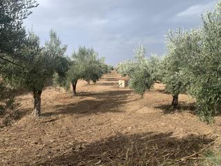Terreno residencial en Las Flores - Huerta. Oportunidad !!! las gabias