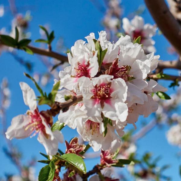 Foto 71aecabd-87fe-4793-b18b-56986cd29ad2. Chalet mit heizung parking pool in La Font-Mezquitas San Juan de Alicante