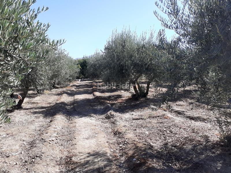 Foto 9d871ad6-b21b-431f-a791-5c62537bdaae. Finca rústica en La Zubia Ciudad Zubia (La)