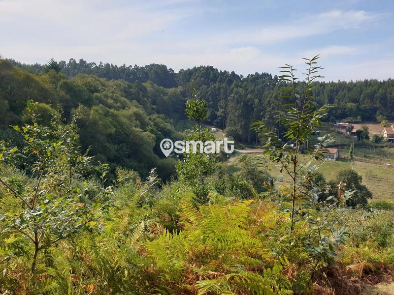 Foto 1e3be362-99be-4cc1-a9d2-b2616c4aafe6. Finca rústica a Coto Carcedo Castrillón