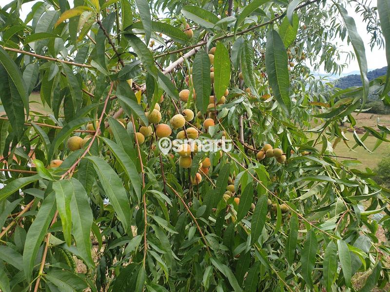 Foto dede1af8-e353-4acb-b6b7-405dd1742e50. Finca rústica a Grado