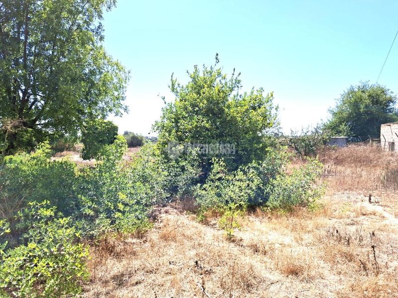 Foto 4bb3ddcf-85dd-4306-b33b-064e2f7f5920. Masia a Almensilla