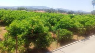 Finca rústica a Palma de Gandía. Terreno