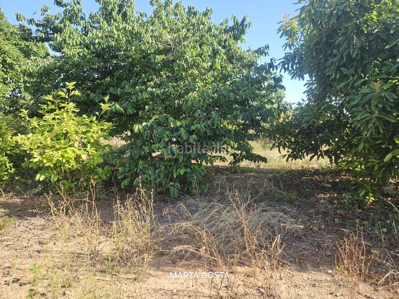 Foto 0455a7e2-c32a-4586-abb2-92f777ab134c. Finca rústica a carrer de l'antigor 11 a Almoines