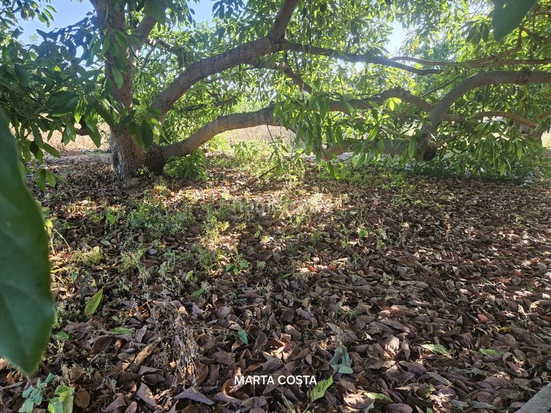 Foto f1d4af57-85d7-4a09-b5aa-cfa6d658f6c0. Finca rústica a carrer de l'antigor 11 a Almoines