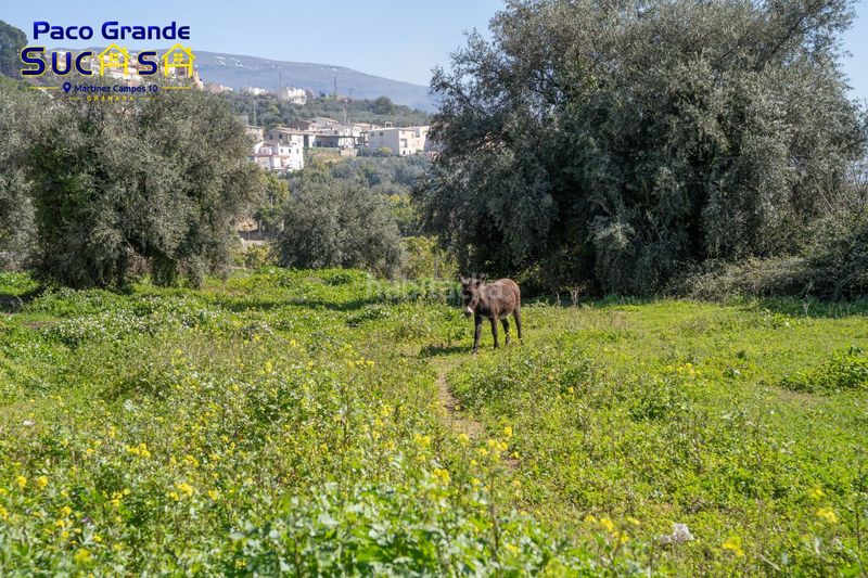 Foto 4a9c77f3-6b94-4809-bade-21e03cfdb2a5. Casa a Albuñuelas