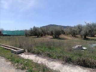 Masia  Polígono la zanja. Finca rústica en venta