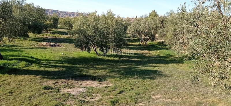 Foto 15039063-2e6c-4da5-8929-5bade34f6090. Finca rústica terreno rustico a la venta granada en Marchal