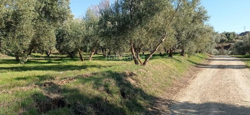 Foto 2e7738fa-6796-4e89-8e0e-2d4d748ebcb4. Finca rústica terreno rustico a la venta granada en Marchal