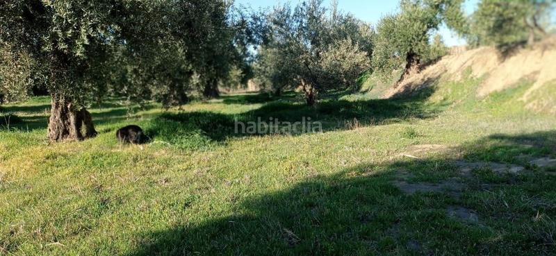 Foto 3b4e350c-fab6-4839-a6da-0b6b2f51379e. Finca rústica terreno rustico a la venta granada en Marchal
