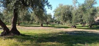 Finca rústica  Fuente vieja. Terreno rustico a la venta en marchal granada