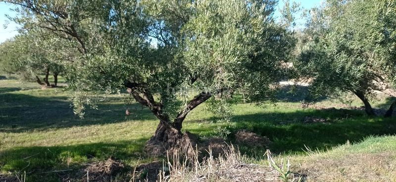 Foto ac97f724-ab46-468c-a9e0-48d77c9f084e. Finca rústica a Marchal