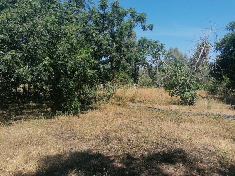 Foto 67dd9c79-f38f-4fac-b0f7-7d033731fcb5. Chalet  en venta en Carmona