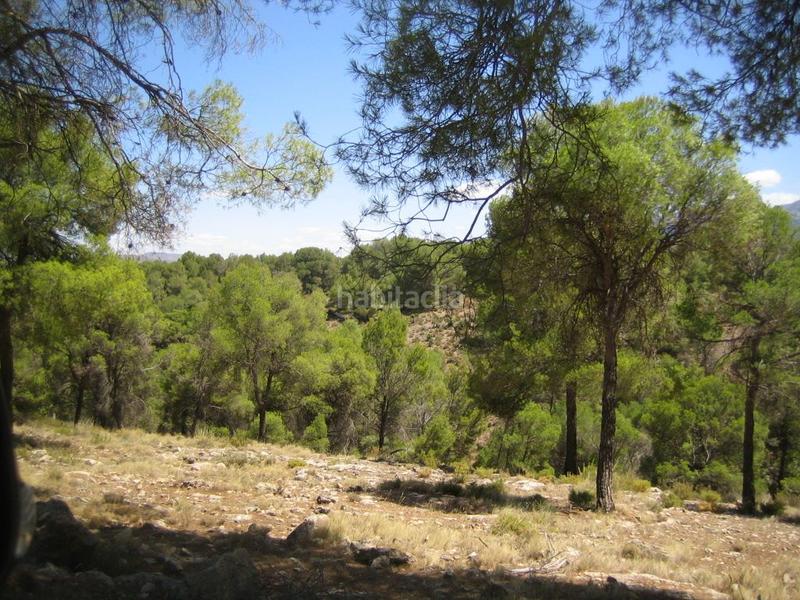 Foto 42a76da6-8d61-4da3-9d99-58fb649f6978. Fondo rustico in Iznalloz