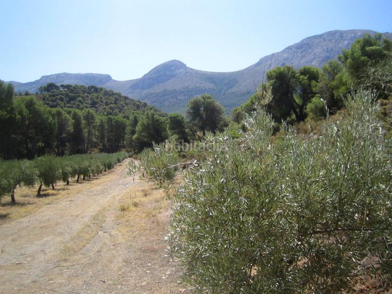 Foto 6a549440-c054-4b5a-8025-9842312601d2. Fondo rustico in Iznalloz