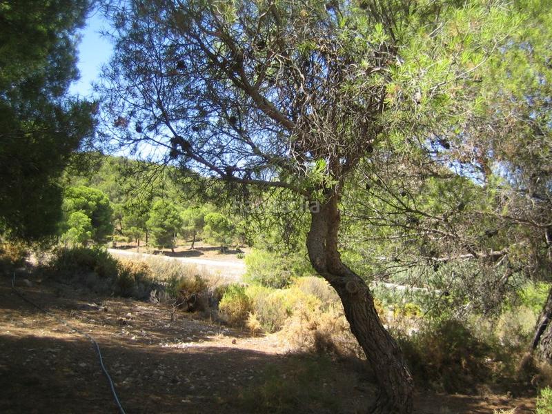 Foto d390905c-8987-4ac8-8204-183e06fef9ca. Fondo rustico in Iznalloz