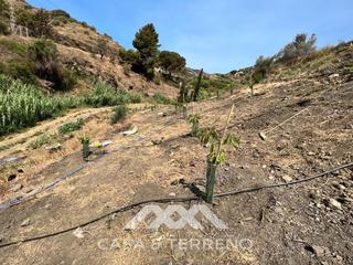 Terrain résidentiel à Torrox Pueblo. Finca agrícola, torrox, málaga, andalucía