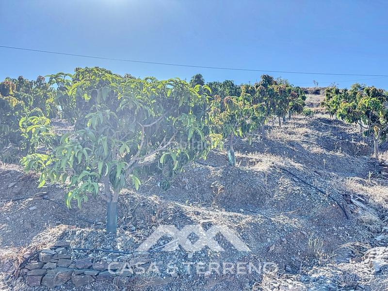 Foto 43204f81-b1af-4bfc-8b43-a517da60bdd0. Casa se vende finca, , málaga, andalucía en Benamargosa