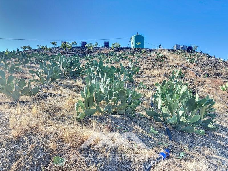 Foto 5163538d-4488-472d-b647-1ea2e5c96f43. Casa se vende finca, , málaga, andalucía en Benamargosa
