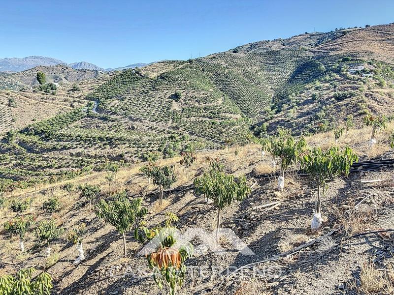 Foto 601958a3-1468-46d5-93c9-494dee8eada7. Casa se vende finca, , málaga, andalucía en Benamargosa