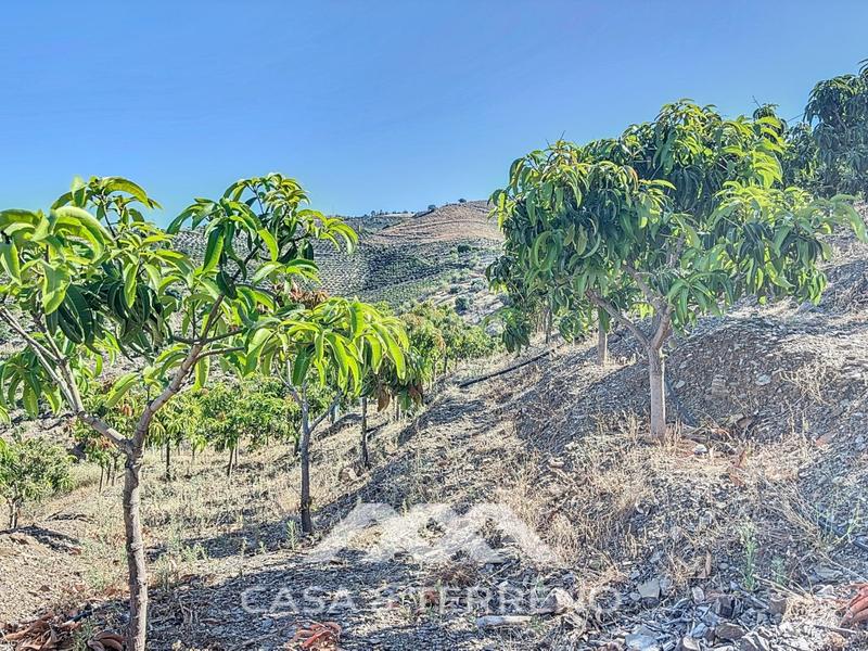 Foto 899adb36-c063-41a6-bbc5-ae8c5c65e7ed. Casa se vende finca, , málaga, andalucía en Benamargosa