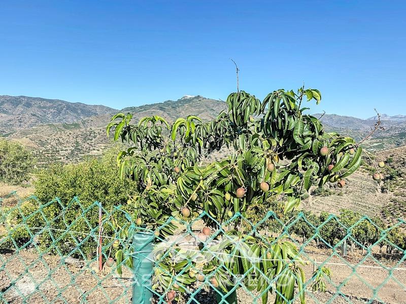 Foto a2fea792-76ac-4351-b3b6-ca73769fdbcf. Casa se vende finca, , málaga, andalucía en Benamargosa