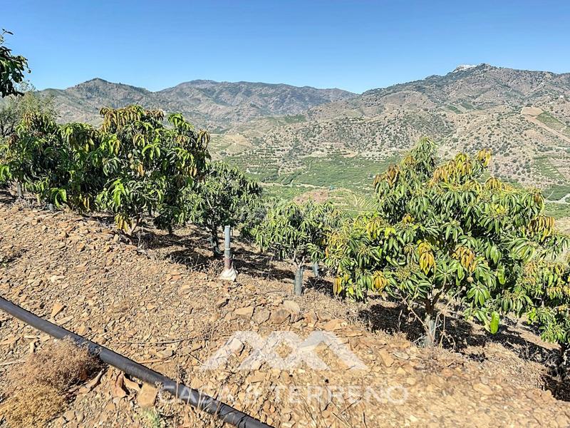 Foto b7f12619-18f7-4e7b-bad0-5da9a331c6d8. Casa se vende finca, , málaga, andalucía en Benamargosa