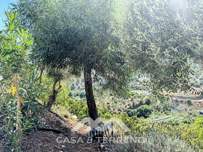 Foto 5fefe23d-635d-49a9-bdde-f3dafd53a1d6. Casa amb calefacció aparcament piscina a Frigiliana