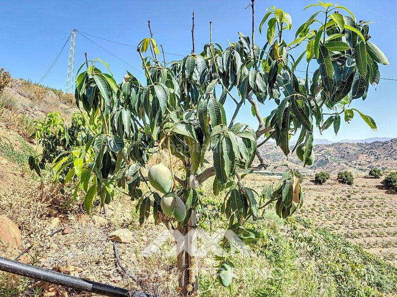Foto 60a9aa71-c4ef-4c89-bdce-520ac2652443. Casa a Camino Viejo de Málaga Vélez - Málaga